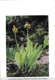 Image result for Pegolettia senegalensis