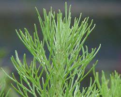 Image result for Artemisia sp.no.1