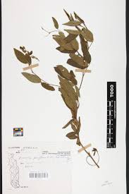 Image result for Eriosema parviflorum