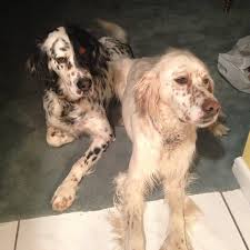 Look at pictures of english setter puppies who need a home. 50 Beautiful English Setter Dog Pictures