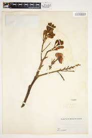 Image result for Eriosema laurentii