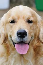 Purebred french bulldogs from champion bloodlines with pedigree. 900 Pictures Ideas Golden Retriever Puppies Cute Dogs