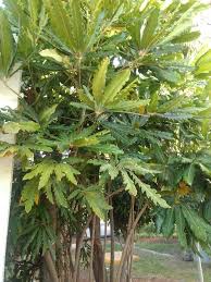 Image result for Plerandra