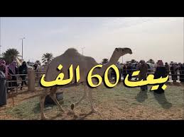 سوق الابل القصيم بريده السبت 1442 06 10 سوق الابل القصيم بريده youtube