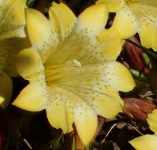 Image result for Fimbristylis scabrida