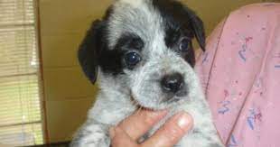 Bora Pugaustralian Cattle Dog Blue Heeler Mix Cattle Dog Australian Cattle Dog Blue Heeler Australian Cattle Dog