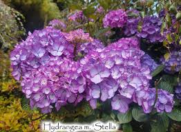 Image result for Mostuea microphylla