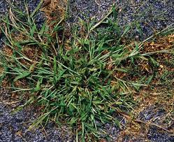 He dont want any food. What Does Crabgrass Look Like