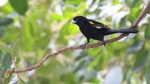 Image result for Urochloa marlothii