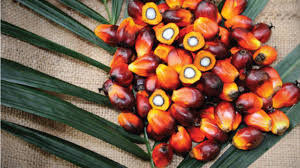 palm oil