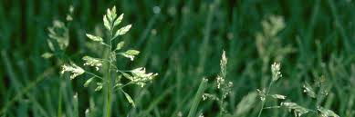 Image result for Poa annua