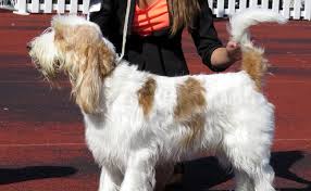 And to act as a guide for judges. Le Grand Basset Griffon Vendeen Caractere Education Sante Prix Race De Chien