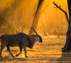 A Huge Eland The Largest Antelope In The World In Beautiful Golden Light Mana Pools Zimbabwe Wildeyes African Wildlife African Animals Safari Adventure