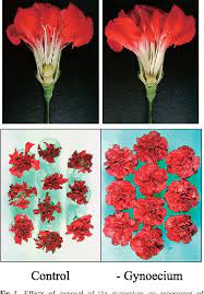 Ethylene Production And Petal Wilting During Senescence Of Cut Carnation Dianthus Caryophyllus Flowers And Prolonging Their Vase Life By Genetic Transformation Semantic Scholar