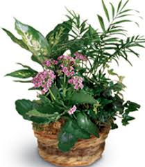 Is your network connection unstable or browser outdated? Norfolk Florist Churchland Blvd Portsmouth Va 23703