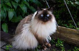Himalayan Personality History And Pictures Pawculture