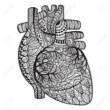 It includes human body coloring, body organs coloring, and 5 human senses. Zentangle Corazon Humano Labrado Foto De Archivo 51359173 Heart Coloring Pages Human Heart Cholesterol Symptoms