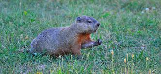 Best neighborhoods in punxsutawney, pennsylvania: Punxsutawney Phil And His 2 Sample T Test