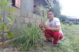 Maybe you would like to learn more about one of these? Serai Wangi Tumbuhan Paling Dicari Saat Ramadhan Antara News