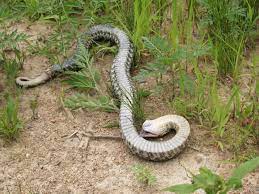 Hog Nose Snakes Play Dead By Lying On Their Backs Lolling Their Tongues And Giving Off The Odor Of Carrion Hognose Snake Snake Tongue