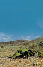 Image result for Sphedamnocarpus angolensis