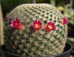 The cactus species never ceases to amaze. Indoor Cacti Home Garden Information Center