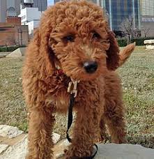Check spelling or type a new query. Frequently Asked Goldendoodle Questions Goldendoodle Goldendoodle Puppy Mini Goldendoodle