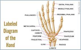 Bones Of The Hand Labeled Unique A List Of Bones In The Human Body With Labeled Diagrams Hand Bone Dialectical Behavior Therapy Skeletal System Anatomy
