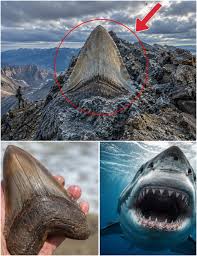 Latest - 🦈😱 HORRIFYING DISCOVERY: Massive Megalodon Tooth Reportedly Found  Off South Carolina Coast! Fossil hunters and ocean enthusiasts are stunned  after reports claimed an enormous prehistoric shark tooth weighing nearly 1