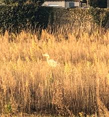 Tarascon is an ancient fortified town on the rhône, between avignon and arles, two of beyond's most popular towns. Arles Und Tarascon 7 12 2020 Doc Dog On Tour