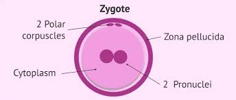 Image result for Zygotritonia