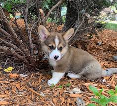 Featured puppies from bejay's pembroke welsh corgis near the twin cities. Corgi Of Fantasy Farms Hastings Minnesota Pembroke Welsh Corgi Breeder Corgi Puppies