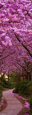 Japanese Cherry Blossoms Beautiful Nature Nature Scenery