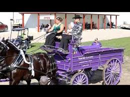 Beautiful Draft horse hitches at Britt Iowa show