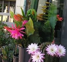 Keep your old lady cactus in a spot with lots of bright light and it will reward you with cactus blooms that look like a crown of pink flowers in the spring. Up To 3 Flat Smooth Leaves Scalloped Edge Where 6 To 8 Pink Flowers Bloom Pink Flowers Orchid Cactus Flowers