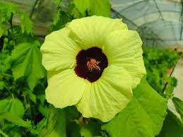 Image result for Hibiscus calyphyllus