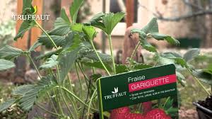 Le second type de fraisier, appelée fraisier remontant, peut, lui, produire dès le printemps et jusqu'aux premières gelées automnales. Fraisiers Quelle Varietes Choisir Truffaut