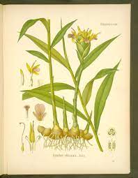Image Of Illustration Of Zingiber Officinale Rosc 172 Antique Botanical Print Plant Illustration Botanical Illustration