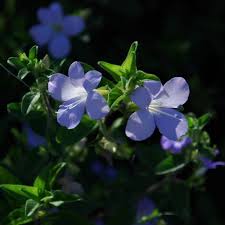 Image result for Barleria setosa