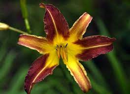 We did not find results for: Flowers In The Dominican Republic Extreme Hotels Cabarete