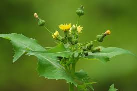 Image result for Sonchus wilmsii