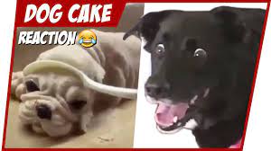 Hilarious Dog Reaction To Cutting Cake Try Not To Laugh Youtube