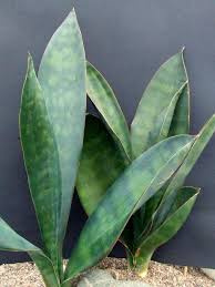 Image result for Sansevieria hyacinthoides