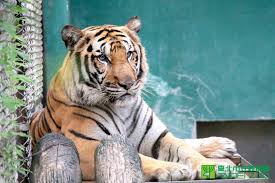 It seems that 動物園(dōbutsuen) is an inflection of 動物 with the following forms: é±·é­šé€ƒäº¡4å€‹æœˆ è€è™Žæ··é€²éŠå®¢å€åŒ—å¸‚å‹•ç‰©åœ'è„«é€ƒå²ä¸€ç±®ç­