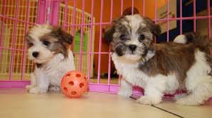 Check spelling or type a new query. Puppies For Sale Local Breeders Good Looking Sable White Havanese Puppies For Sale Near Atlanta Ga At Puppies For Sale Local Breeders