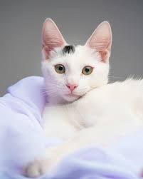 Photo of a White Cat with a Black Tail · Free Stock Photo