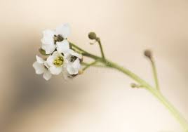 Image result for Crambe hispanica