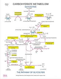 Dbios Digitally Printed Carbohydrate Metabolism Educational Chemistry Wall Chart