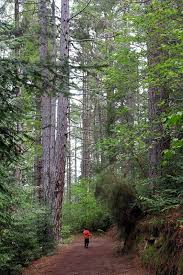 conical hill forest walk hanmer springs new zealand visit new zealand new zealand south island christchurch new zealand