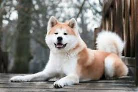 Ryuji shirakawa's beautiful and amazing aikido volume 1. Akita Inu Hunde Und Welpen Kaufen Ebay Kleinanzeigen